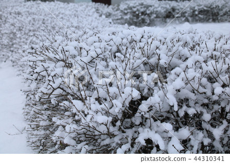 The snow on a branch in the winter. The snow on a branch in the winter. 44310341