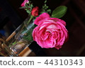 Pink rose in vase in studio class 44310343
