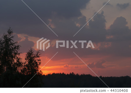 Mystical purplish red sunset and forest silhouette Mystical purplish red sunset and forest silhouette 44310408