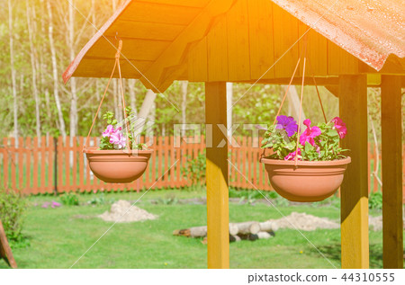 Multi-colored petunias in pots. Multi-colored petunias in pots. 44310555