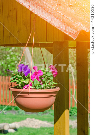 Multi-colored petunias in pots. Multi-colored petunias in pots. 44310556