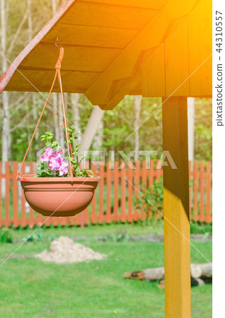 Multi-colored petunias in pots. Multi-colored petunias in pots. 44310557