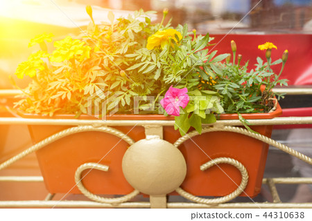 flower pot with purple flowers hang on the street. flower pot with purple flowers hang on the street. 44310638