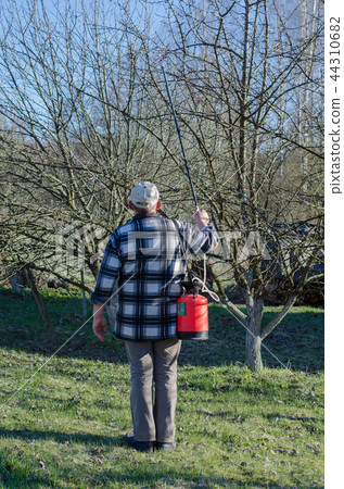 Agricultural worker in a citrus plantation Agricultural worker in a citrus plantation 44310682