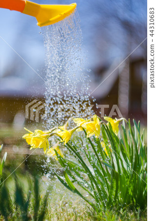 Yellow blooming daffodil with water drops. Yellow blooming daffodil with water drops. 44310683