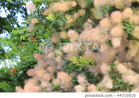 Smoked tree in early summer 44310816