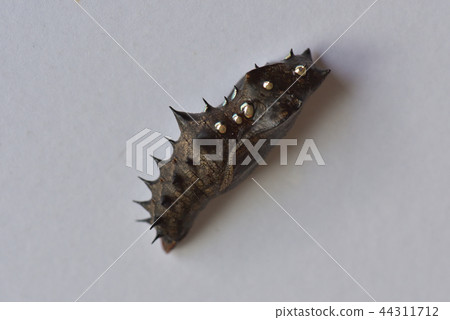 Bluefin tuna leopard 44311712