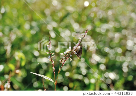 Sakura Tade flower 44311923