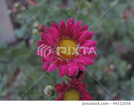 小菊花瓣發出水滴 小菊花瓣發出水滴 44312036