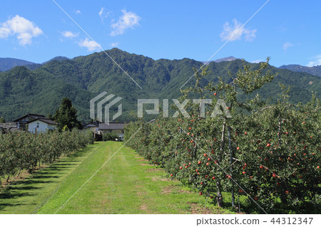 信州蘋果蘋果園在北阿爾卑斯山 44312347