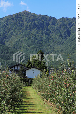 信州蘋果蘋果園在北阿爾卑斯山 信州蘋果蘋果園在北阿爾卑斯山 44312348
