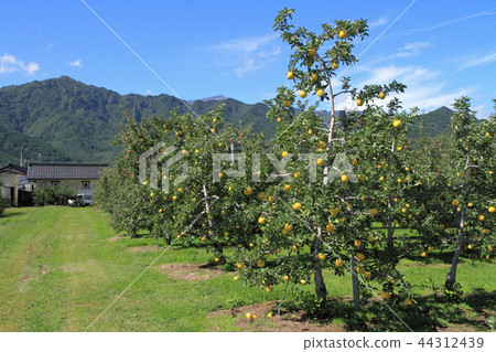 Shinshu apple Apple field in the northern Alps 44312439
