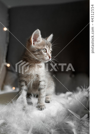 A cute gray kitten looks through the window A cute gray kitten looks through the window 44312554