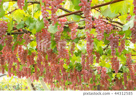 Grape hunting Koshu Grape hunting Koshu 44312585