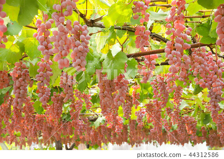 Grape hunting Koshu Grape hunting Koshu 44312586