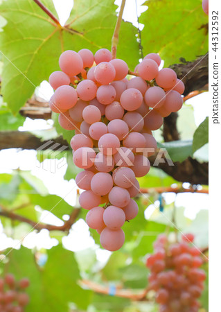 Grape hunting Koshu 44312592