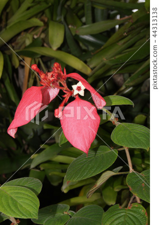 Higoromonkonkonka Higoromonkonkonka 44313138