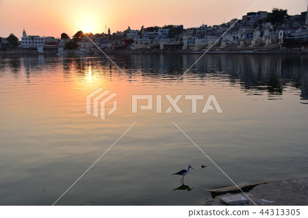 India Pushkar at sunset Twilight sunset with cityscape and Pushkar Lake Wild bird resting on the lake shore India Pushkar at sunset Twilight sunset with cityscape and Pushkar Lake Wild bird resting on the lake shore 44313305