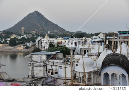 Flock of Hamanon Rangour in India's Pushkar Street 44313385