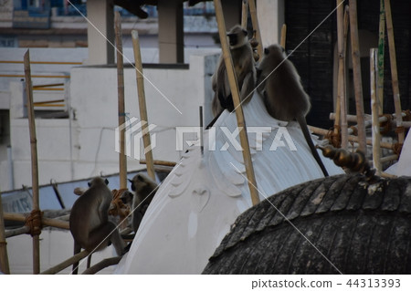 Hamanon Rangour在印度普什卡街的羊群 44313393