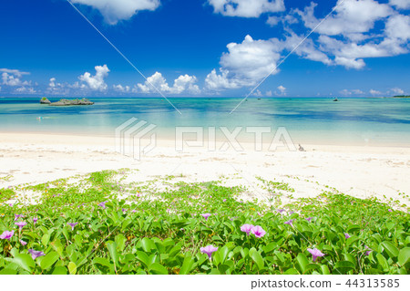 Summer beach Summer beach 44313585