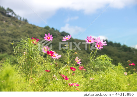 Cosmos field of Tonami plateau 44313990