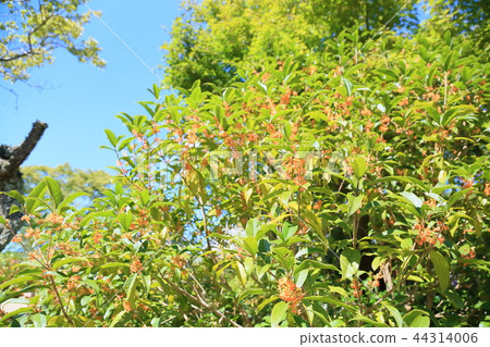 Kinmokusei花 44314006