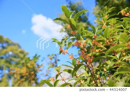 Kinmokusei花 44314007