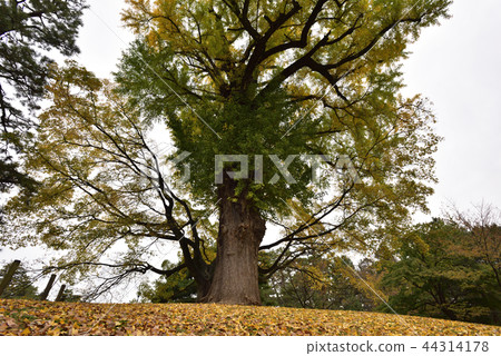 Great ginkgo of Kyoto gyoen exotic ruins 44314178