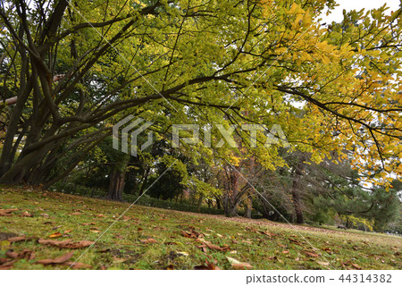 京都御苑秋葉 京都御苑秋葉 44314382