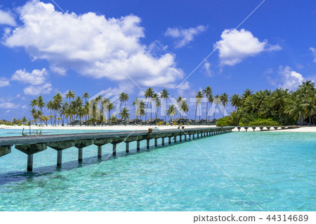 Beautiful coral reef sea in the Indian Ocean 44314689