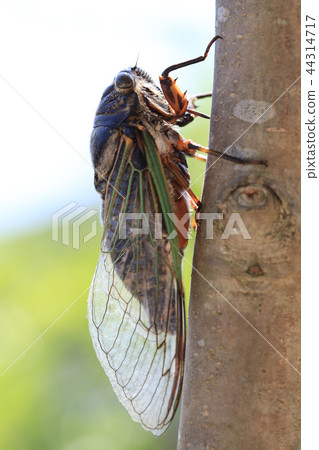 summer cicadas summer cicadas 44314717