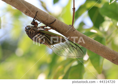 summer cicadas summer cicadas 44314720