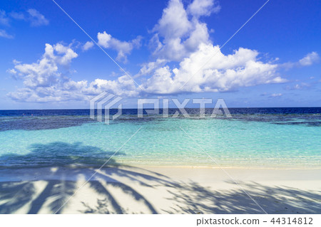 Beautiful coral reef sea in the Indian Ocean Beautiful coral reef sea in the Indian Ocean 44314812
