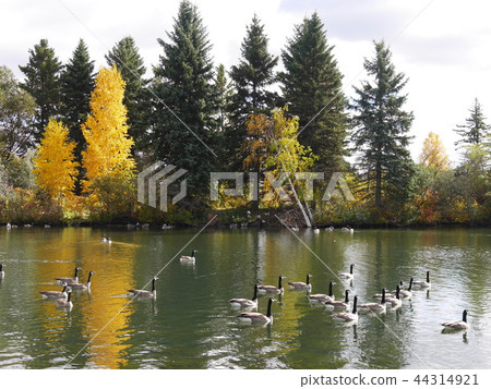 秋葉和水鳥在Hawrelak公園在埃德蒙頓,加拿大 秋葉和水鳥在Hawrelak公園在埃德蒙頓,加拿大 44314921