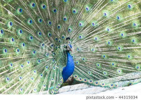 Omuta City Zoo peacock, Omuta City Zoo peacock, 44315034