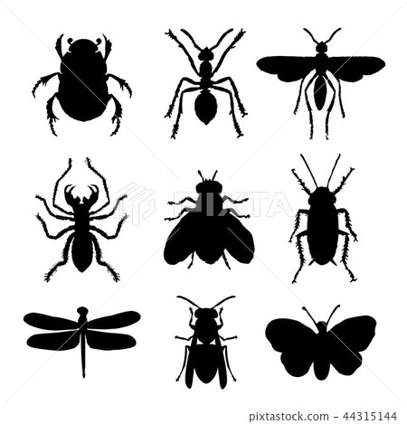 图库插图 insect animal ant butterfly spider vector