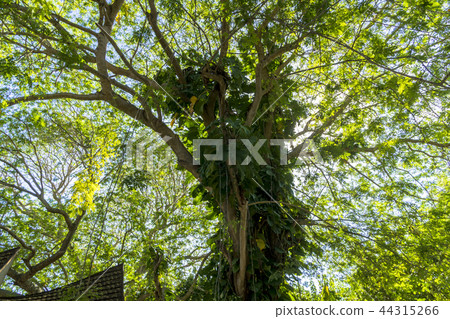 Indian Ocean Resort Island 44315266