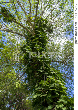 Indian Ocean Resort Island 44315267