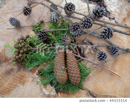 [Izu Shuzenji] Autumn forest seeds [Pine cone] 44315314