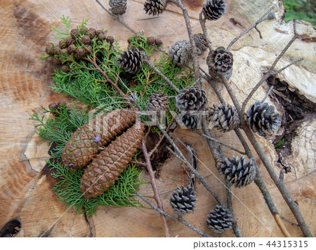 [Izu Shuzenji] Autumn forest seeds [Pine cone] 44315315