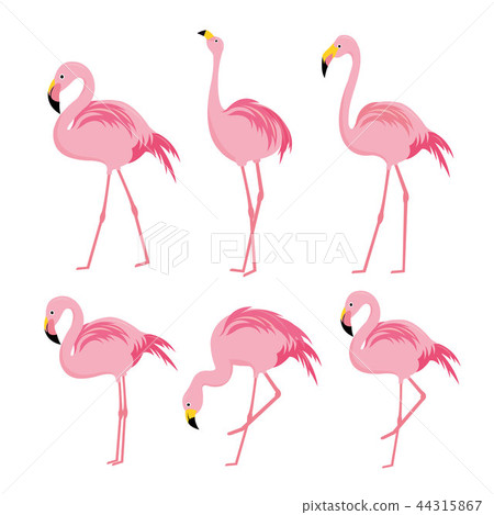 Flamingo Pink Animal Bird Cartoon Character Vector Flamingo Pink Animal Bird Cartoon Character Vector 44315867