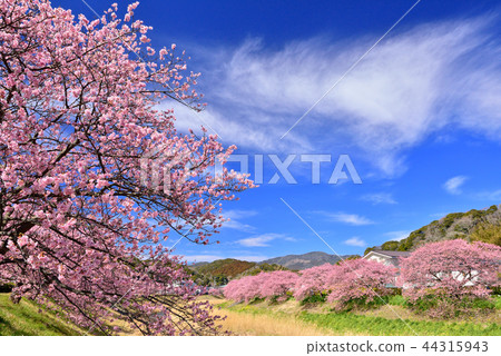 Kawazu櫻花樹在Minamiizu 44315943