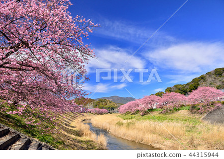 Kawazu cherry tree in Minamiizu Kawazu cherry tree in Minamiizu 44315944