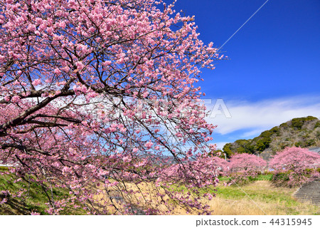 Kawazu櫻花樹在Minamiizu Kawazu櫻花樹在Minamiizu 44315945