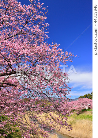 Kawazu櫻花樹在Minamiizu Kawazu櫻花樹在Minamiizu 44315946