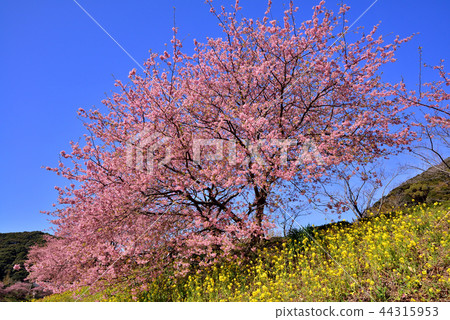 Kawazu櫻花樹在Minamiizu Kawazu櫻花樹在Minamiizu 44315953