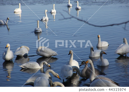 天鵝佐呂間_ 天鵝佐呂間_ 44315974