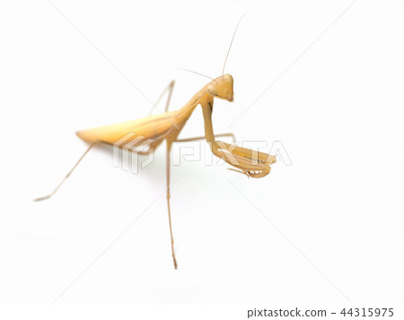 Praying mantis Brown (Mantis religiosa) 44315975