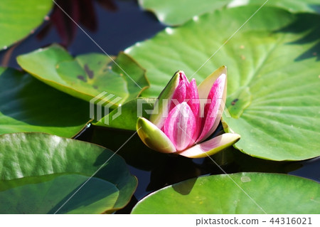 初夏顏色的荷花 44316021